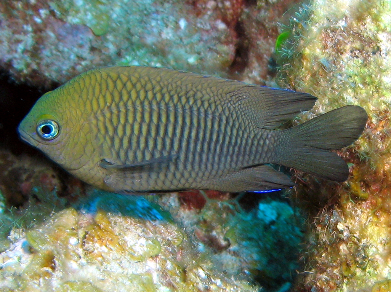 Longfin Damsel